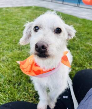 Cammy -  West Highland White Terrier Westie Dog for Adoption in Copiague, New York - Cammy | PetCurious