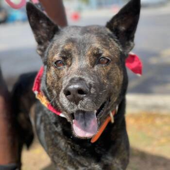 Shepherd and Labrador Retriever Dogs Available for Adoption in Vaughan, Ontario - Buddy | PetCurious