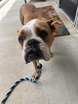 Sugar -  English Bulldog Dog for Adoption in Lawrenceburg, Tennessee - Sugar | PetCurious