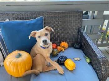 Rescue Yellow Labrador Retriever and Mixed Breed Dogs for Adoption in Center Square, Pennsylvania - Scrappy Doo | PetCurious