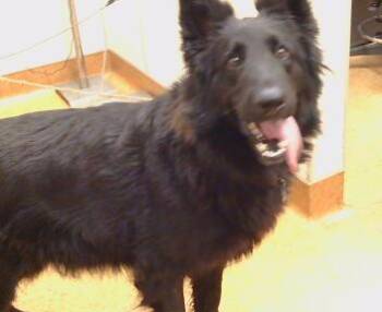 German Shepherd Dog Dogs Available for Adoption in Sacramento, California - DIVA | PetCurious