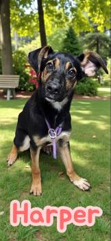 German Shepherd Dog Dogs Available for Adoption - Harper - Dog & Kid Friendly, Young, Sweet, Smart! | PetCurious