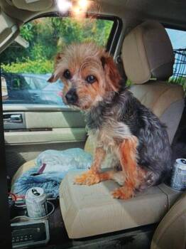 Yorkshire Terrier Dogs Available for Adoption in Homer Glen, Illinois - Sammie | PetCurious
