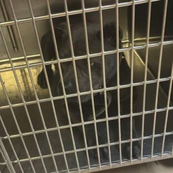Diesel -  Mixed Breed Dog for Adoption in Gadsden, Alabama - Diesel | PetCurious