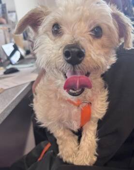 Mixed Breed Dogs Available for Adoption in West Chester, Pennsylvania - Plankton | PetCurious