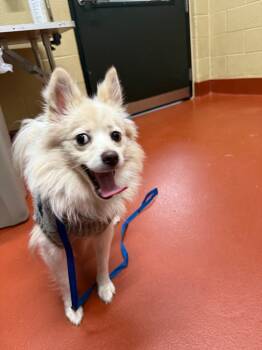 Rescue Mixed Breed Dogs for Adoption in Douglasville, Georgia - Cinnamon | PetCurious