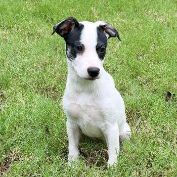 Nova -  Jack Russell Terrier and Beagle Dog for Adoption - Nova | PetCurious