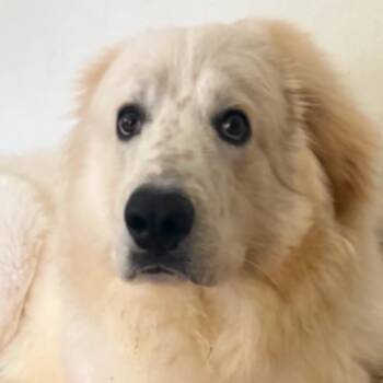 Atlas -  Great Pyrenees Dog for Adoption in San Diego, California - Atlas | PetCurious