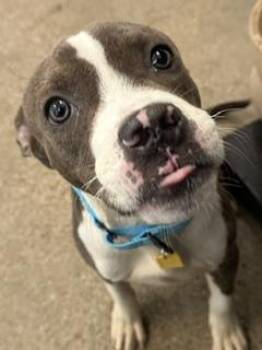 Philippe -  Pit Bull Terrier Dog for Adoption in Cleveland, Ohio - Philippe | PetCurious