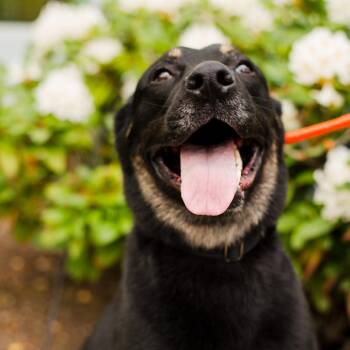 Husky and Rottweiler Dogs Available for Adoption in Warwick, Rhode Island - Baloo | PetCurious