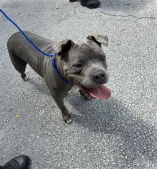 LINDA -  Staffordshire Bull Terrier and Mixed Breed Dog for Adoption in Doral, Florida - LINDA | PetCurious