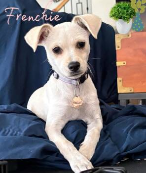 Chihuahua Dogs Available for Adoption - Frenchie | PetCurious