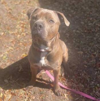 Mixed Breed Dogs Available for Adoption - CAIN | PetCurious