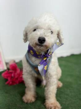 Charlie-One of our Amazing Rescue Dogs -  Poodle and Maltese Dog for Adoption in Carlsbad, California - Charlie-One Of Our Amazing Rescue Dogs | PetCurious