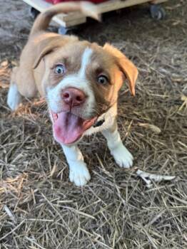 Dodge -  Akita and Terrier Dog for Adoption - Dodge | PetCurious