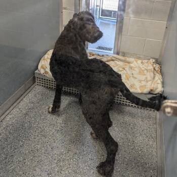 Arlo -  Poodle and Mixed Breed Dog for Adoption in Charlottesville, Virginia - Arlo | PetCurious