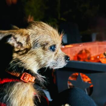 Bella -  Chihuahua and Yorkshire Terrier Dog for Adoption in Fairfax Station, Virginia - Bella | PetCurious