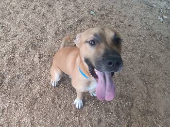 Arthur -  Mixed Breed Dog for Adoption in North Little Rock, Arkansas - Arthur | PetCurious