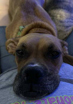 Rescue Boxer Dogs for Adoption in Shakopee, Minnesota - Sissy - MOVING TO A FOSTER HOME SOON!! | PetCurious