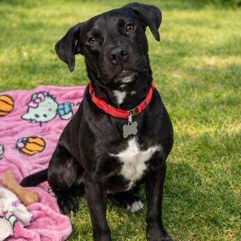 Labrador Retriever Dogs Available for Adoption - WASABI | PetCurious