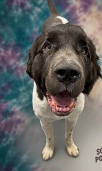 JOEY -  Newfoundland Dog Dog for Adoption in Peoria, Illinois - JOEY | PetCurious