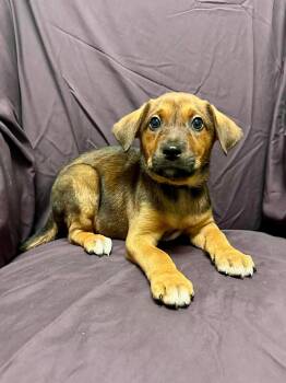 Shepherd Dogs Available for Adoption - Willie Nelson | PetCurious