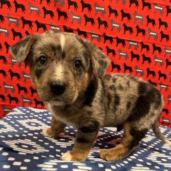 Mister Barkson -  Terrier Dog for Adoption in Washburn, Missouri - Mister Barkson | PetCurious