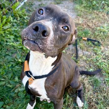 Rescue Pit Bull Terrier and Mixed Breed Dogs for Adoption in Saint Joseph, Missouri - Nova | PetCurious