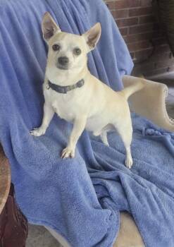 Wally -  Chihuahua Dog for Adoption in Broken Arrow, Oklahoma - Wally | PetCurious