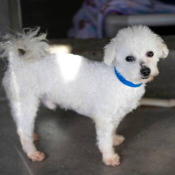 Rags (D25-195) -  Bichon Frise Dog for Adoption in Peyton, Colorado - Rags (D25-195) | PetCurious