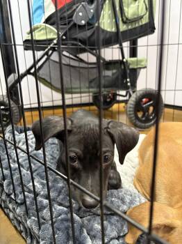 Rescue Mixed Breed Dogs for Adoption in Aiea, Hawaii - Winny | PetCurious