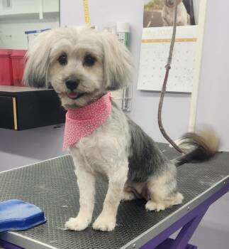 Morkie and Maltese Dogs Available for Adoption - Lola  | PetCurious
