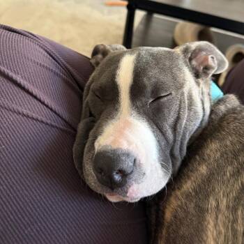 Pit Bull Terrier Dogs Available for Adoption - Poppy | PetCurious