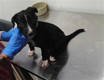 TUESDAY -  German Shepherd Dog and Mixed Breed Dog for Adoption in Albuquerque, New Mexico - TUESDAY | PetCurious