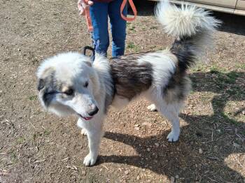 Great Pyrenees Dogs Available for Adoption - Rufus | PetCurious