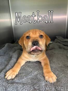 Shar Pei Dogs Available for Adoption - Meatball | PetCurious