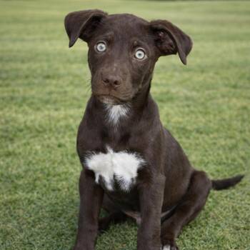 Catahoula Leopard Dog and Mixed Breed Dogs Available for Adoption - Josie | PetCurious