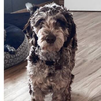 Dasher -  Aussiedoodle Dog for Adoption in Mansfield, Texas - Dasher | PetCurious