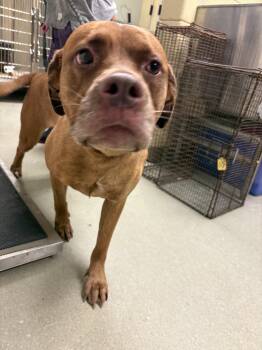 26-0521 "Bailey" -  Labrador Retriever Dog for Adoption in Leavenworth, Kansas - 26-0521 "Bailey" | PetCurious