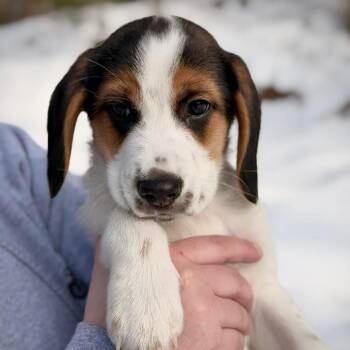 Hound Dogs Available for Adoption - CT Roscoe Avail Feb 21 (Tractor Supply- Putnam, CT) | PetCurious