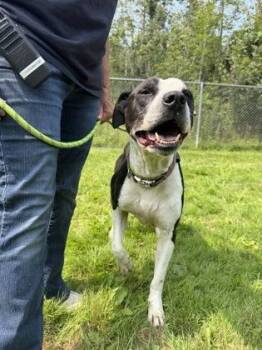 Zeus -  Pit Bull Terrier and English Bulldog Dog for Adoption in Harbor Springs, Michigan - Zeus | PetCurious