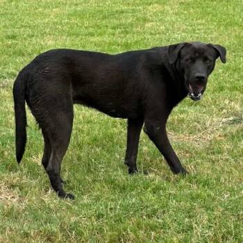 Ranger -  Black Labrador Retriever and Pit Bull Terrier Dog for Adoption in Royse City, Texas - Ranger | PetCurious