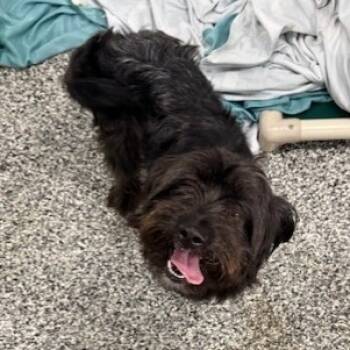 Rescue Schnauzer Dogs for Adoption in Collinsville, Oklahoma - Otis | PetCurious