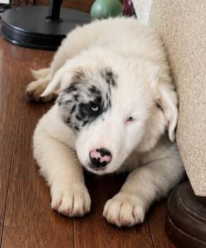Pebbles -  Australian Shepherd Dog for Adoption in Andover, Massachusetts - Pebbles | PetCurious