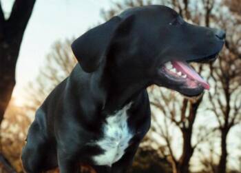 Labrador Retriever and Mixed Breed Dogs Available for Adoption in Falmouth, Maine - Ozzy | PetCurious