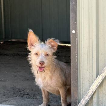 Petunia -  Terrier Dog for Adoption in Reedley, California - Petunia | PetCurious