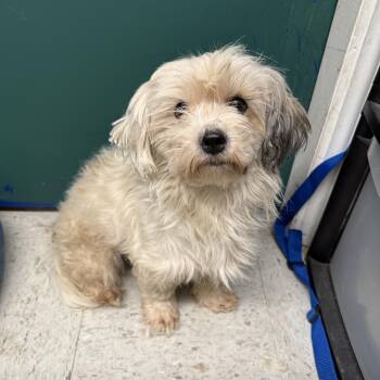 Rescue Maltese Dogs for Adoption in Broken Arrow, Oklahoma - Xayah | PetCurious