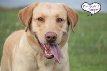 Labrador Retriever Dogs Available for Adoption - John Wayne : NEW | PetCurious