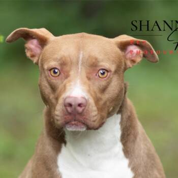 American Staffordshire Terrier Dogs Available for Adoption in Milledgeville, Georgia - Mckenzie | PetCurious