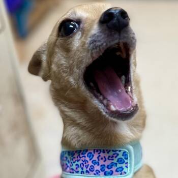 Chicka 26-0494 -  Chihuahua Dog for Adoption in Yanceyville, North Carolina - Chicka 26-0494 | PetCurious
